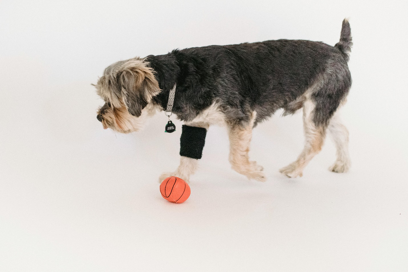 A senior dog strolls slowly with a support band on one leg and a small orange toy on the floor, showcasing the importance of dog daycare to look after pets in the owner's absence.