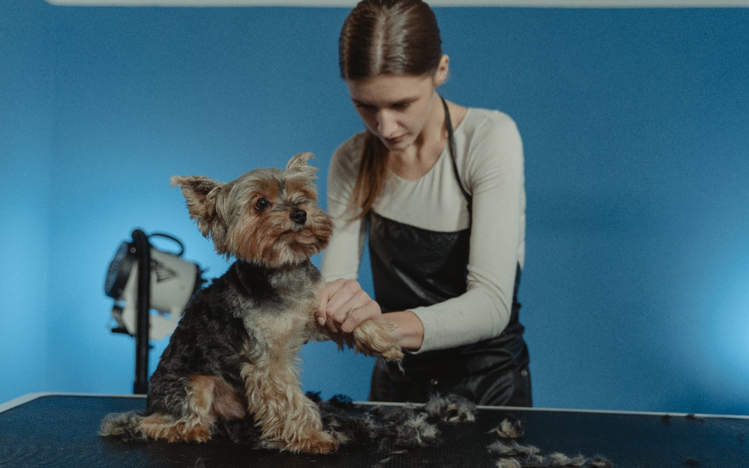 The Art of Dog Grooming: Tips and Tricks for a Well-Groomed Pup
