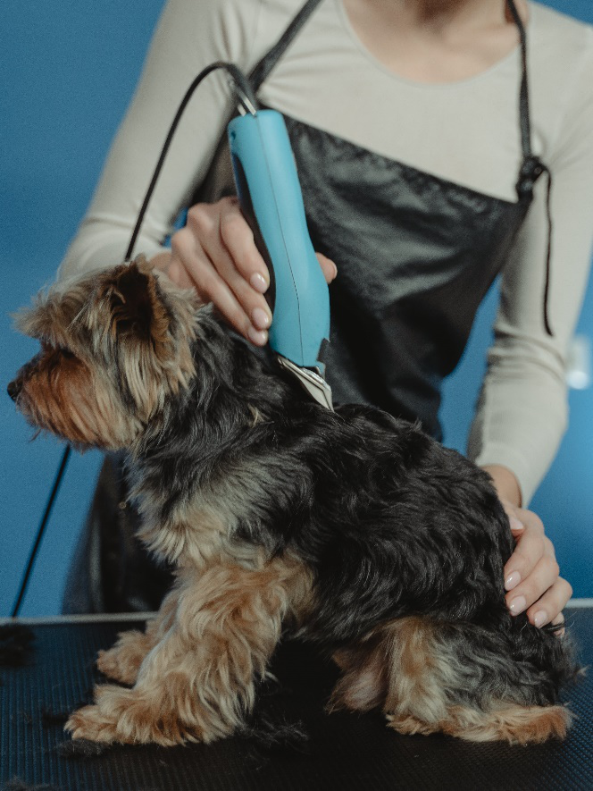 a groomer using tips for dog grooming to cut the dog’s hair
