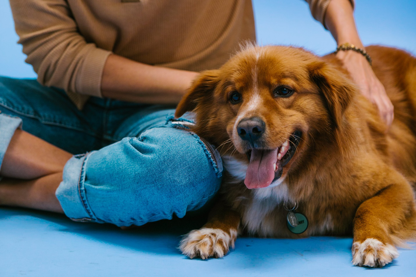 A fluffy brown dog enjoys cuddles with a person in a brown top and blue jeans on a blue floor at a dog boarding facility.