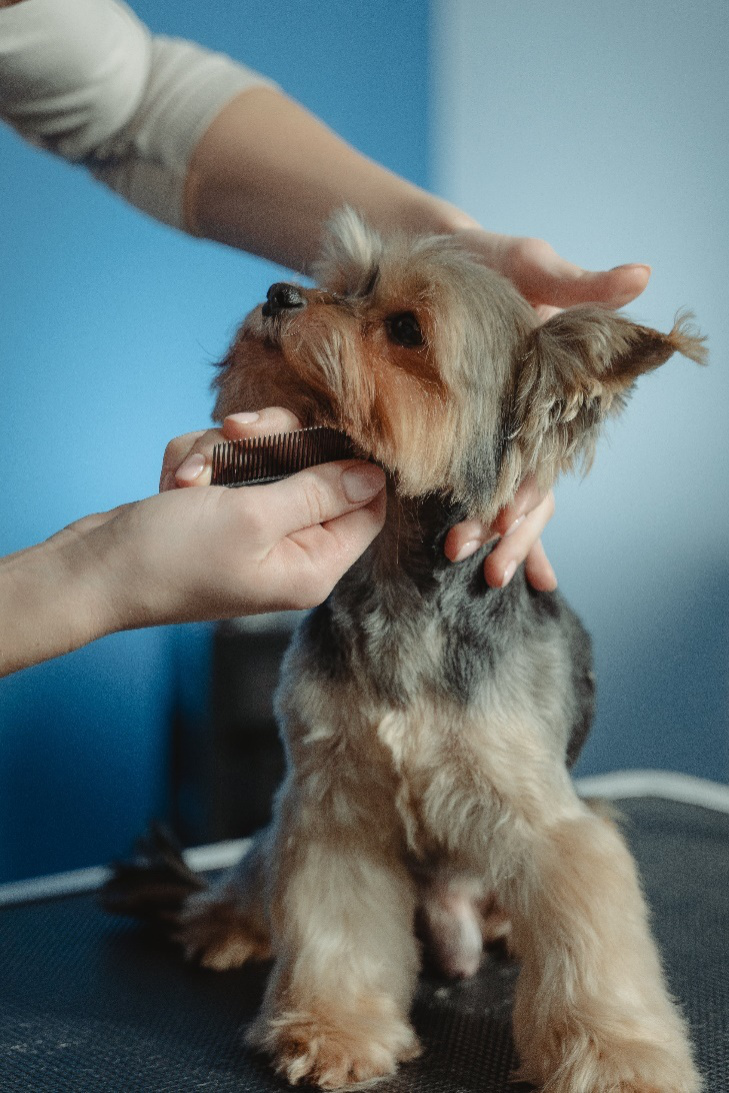 a dog owner using tips for dog grooming to comb their dog’s hair
