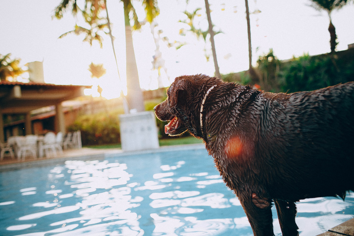 A chocolate lab looks at the full-sized pool at a dog boarding facility after a good swim.
