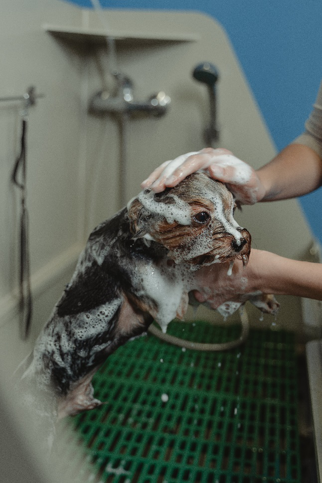 a professional using tips for dog grooming and bathing