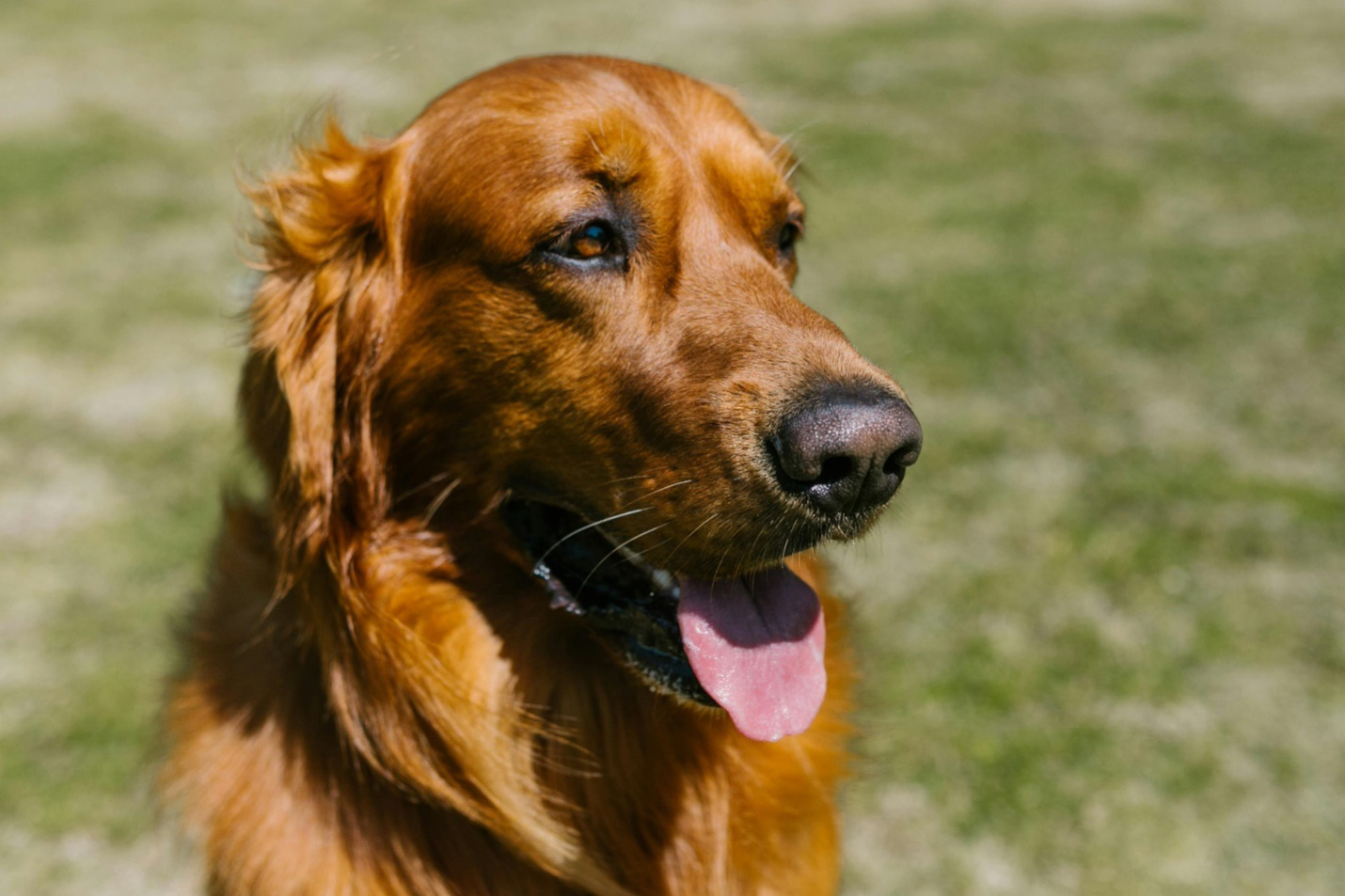 A close-up shot of a brown dog pictured outdoors during playtime at a dog boarding facility.