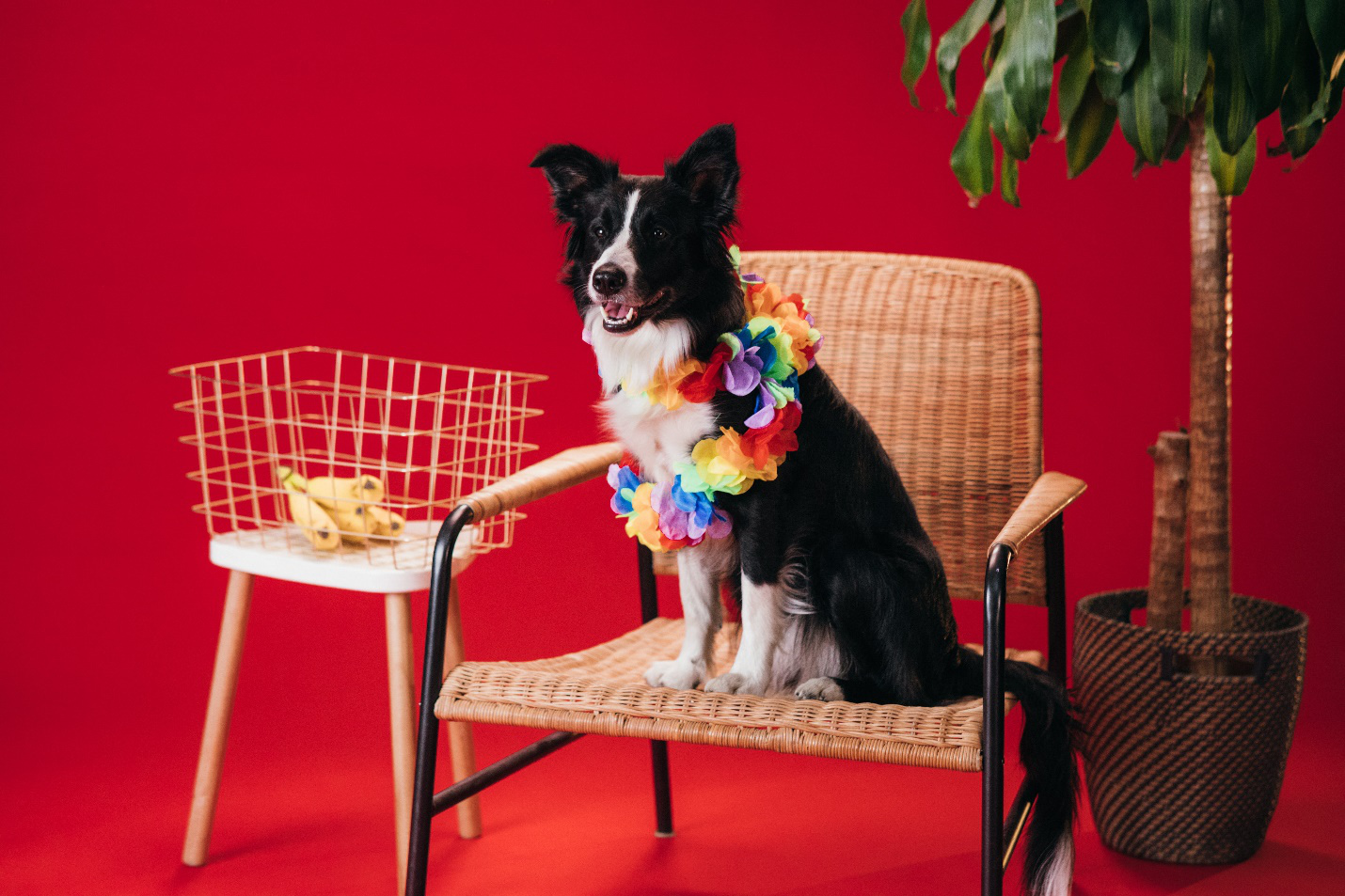 A black and white dog poses on a chair with a colorful garland around him and a wire frame basked with bananas in it on one side and a plant on the other against a red background showing what it would be like at a pet resort that offers dog boarding facilities.