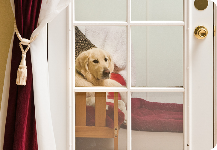 A golden retriever is seen through white French doors on a wooden bed, showing the real difference between pet hotels and animal hostels.