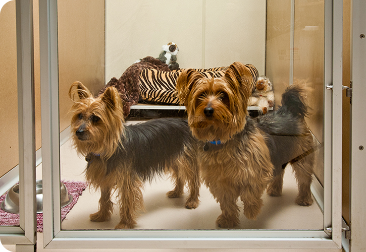 Two small dogs behind a glass door share a cabana at The Grand Paw with a pet bed and blankie seen in the background, showing the stark difference between pet hotels and animal hostels.