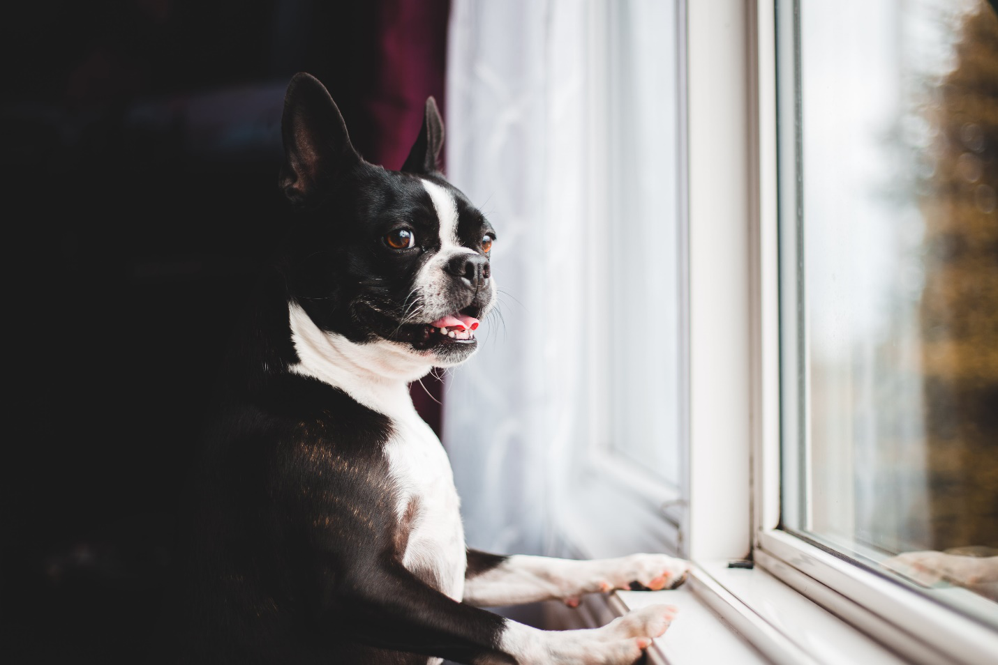curious black and white Boston Terrier stands on hind legs, paws pressed against the windowsill, gazing outside with intrigue. Perhaps he’s mulling over the difference between pet hotels and animal hostels!