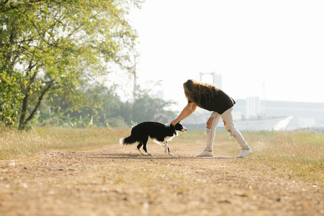Woman Stroking Fluffy Black Collie In Nature