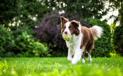 Paw-some Playtime: Dog-Friendly Parks in La Quinta