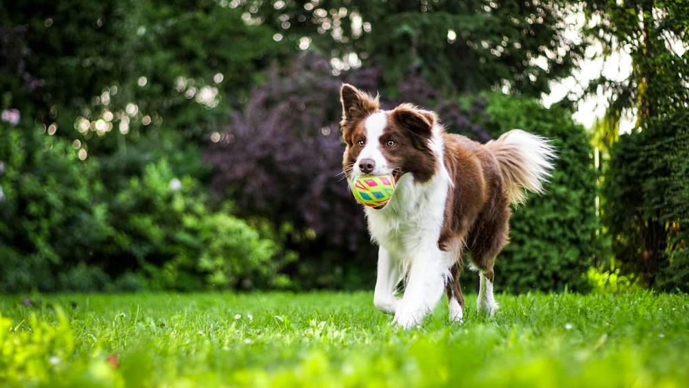 Paw-some Playtime: Dog-Friendly Parks in La Quinta