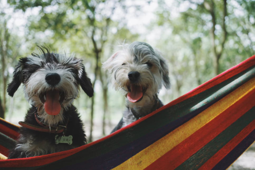 Two dogs in a hammock.