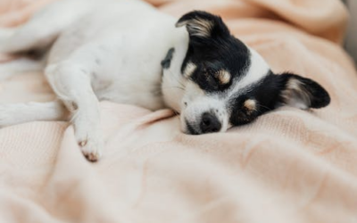 Paw-some Dreams: Ensuring a Restful Night’s Sleep for Your Furry Friend