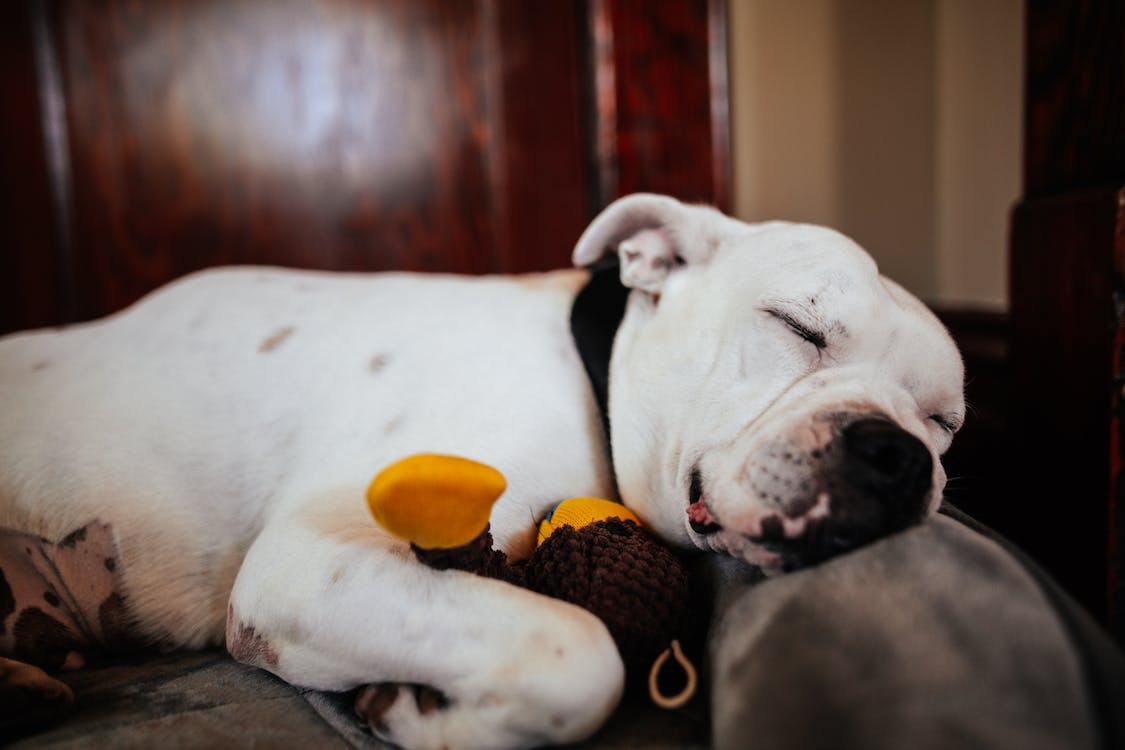 A dog hugging his toy while peacefully sleeping on a bed