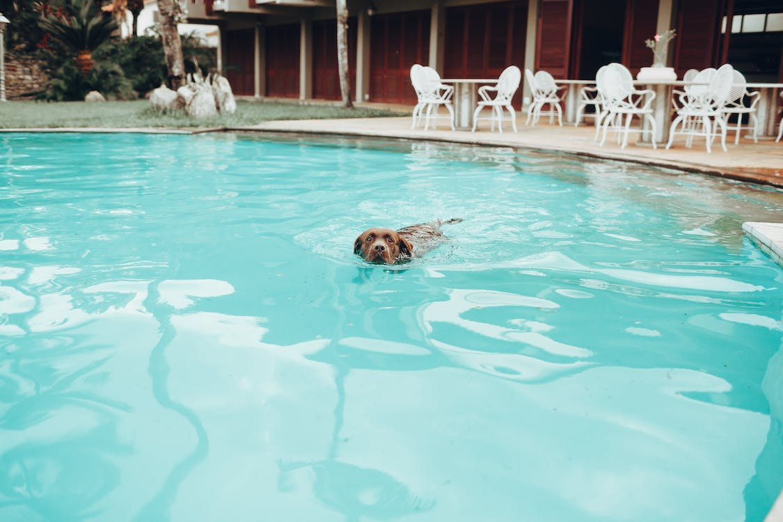 Happy Dog Swimming In Pool On Daytime
