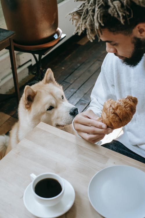 a dog eating with its owner