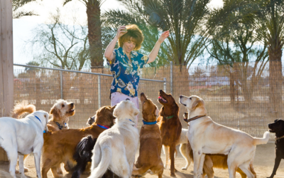 Celebrating 20 Years of The Grand Paw: The Best Dog Boarding Service in the Coachella Valley