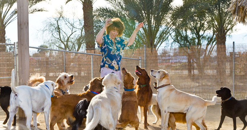 Celebrating 20 Years of The Grand Paw: The Best Dog Boarding Service in the Coachella Valley
