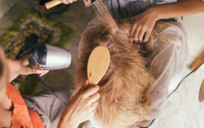 Pampered Paws: Unveiling the Latest Dog Grooming Trends in near Palm Desert