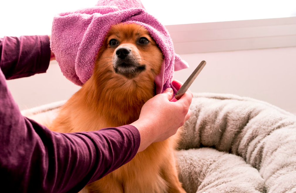 On-going dog grooming by a professional.