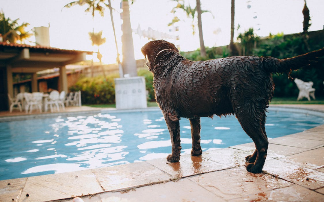 A Night of Comfort and Care: The Essence of Overnight Dog Boarding at The Grand Paw Near Rancho Mirage