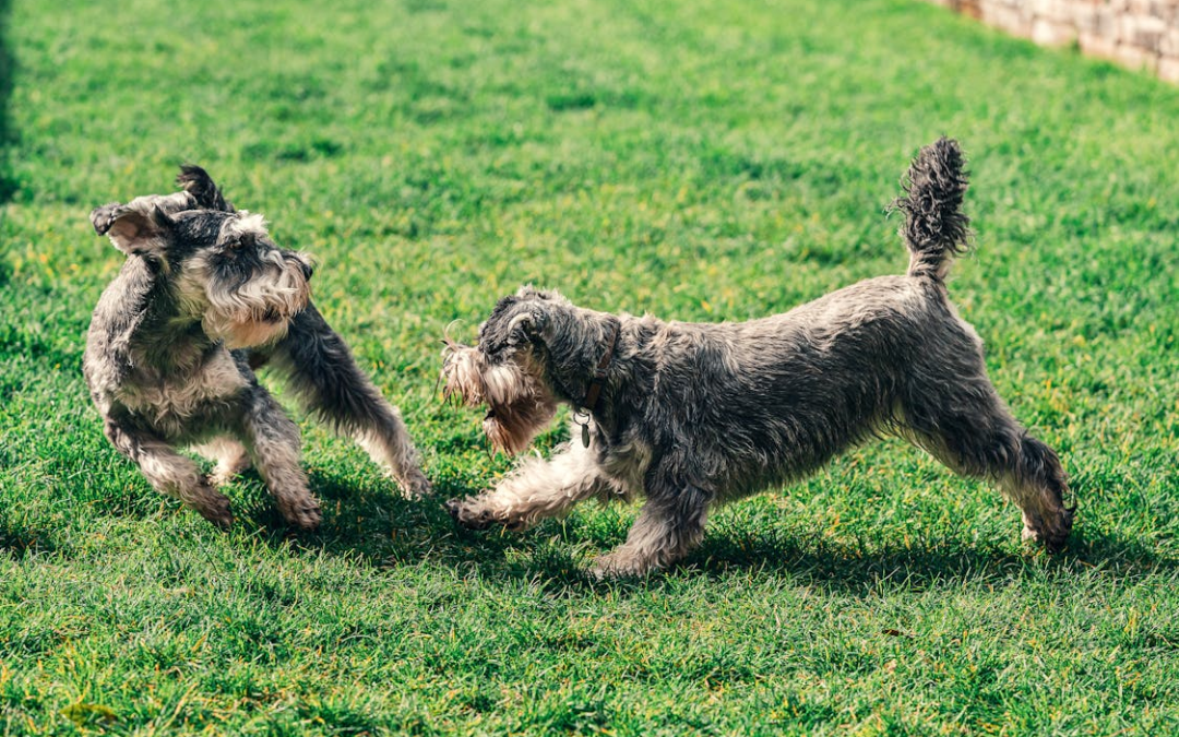 How Positive Interactions Shape Your Dog’s Behavior?