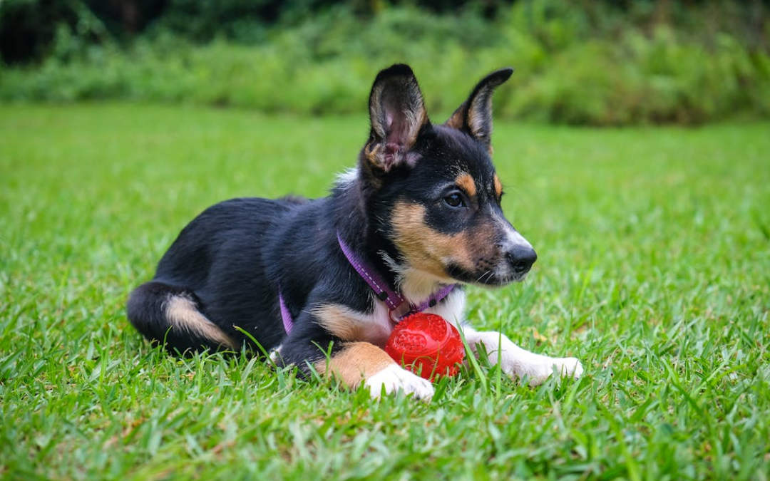 The Ultimate Guide for Dog-Parents: Ensuring Your Pup’s Happiness at The Grand Paw Near Rancho Mirage