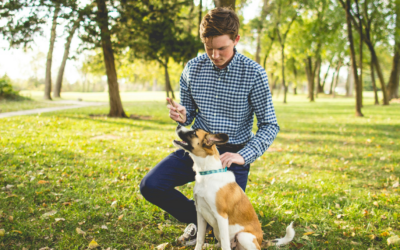 What Is The Need For Maintaining Positive Social Connections for Aging Dogs