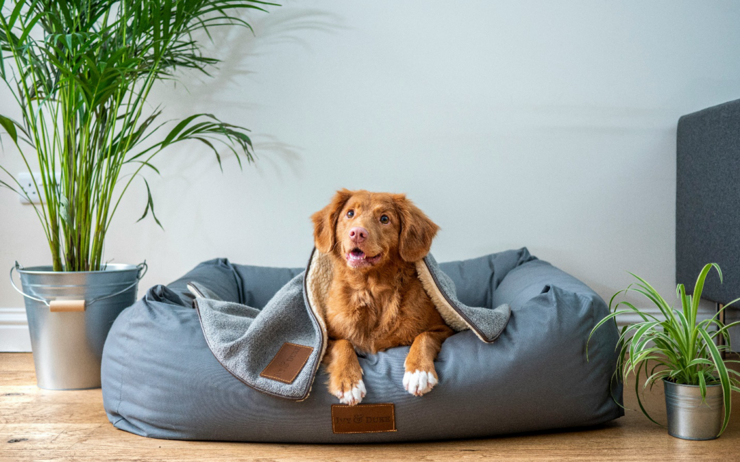 Bonding Activities to Boost Your Dog’s Emotional Wellness