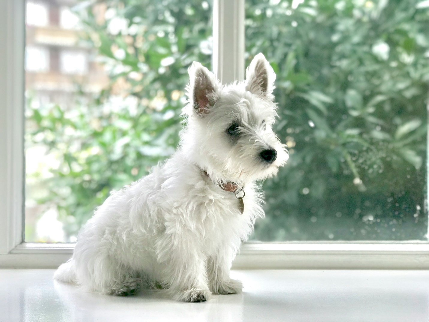 A dog sitting near a window.