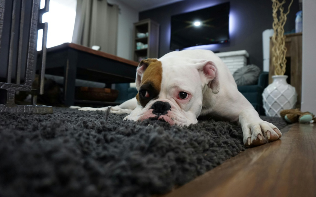 How Overnight Dog Hotels Near Palm Desert Ease Separation Anxiety for Dogs and Owners