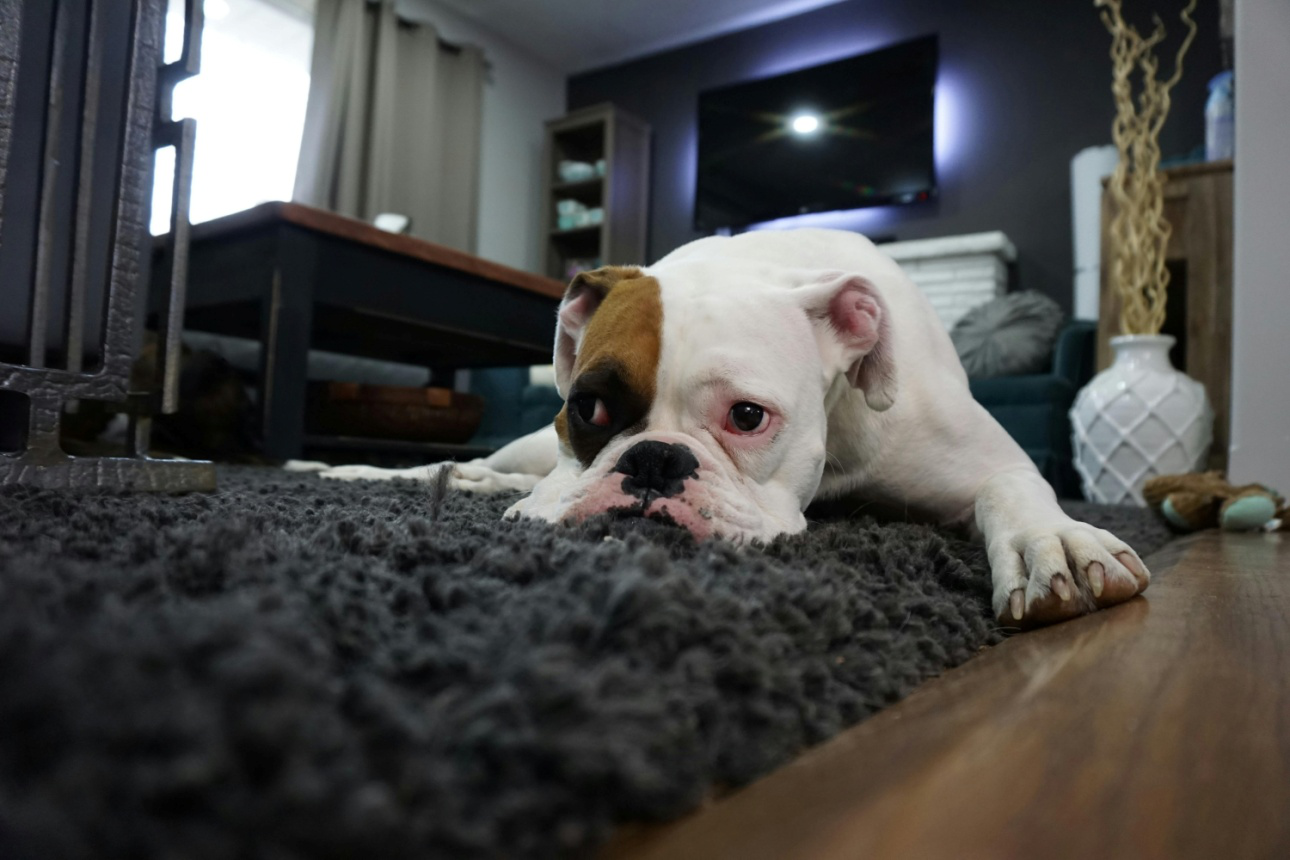 White and tan English bulldog lying on a black rug.