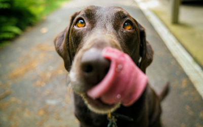 How Dog Boarding Services In Indio Provide Assurance to Pet Owners During Travel