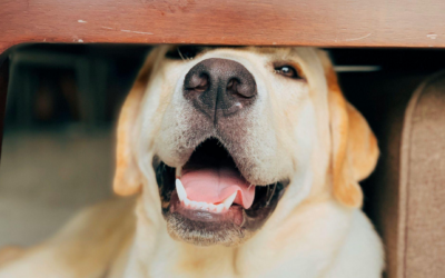 Choosing the Right Puppy Daycare Near La Quinta: Factors to Consider for a Safe and Enriching Environment