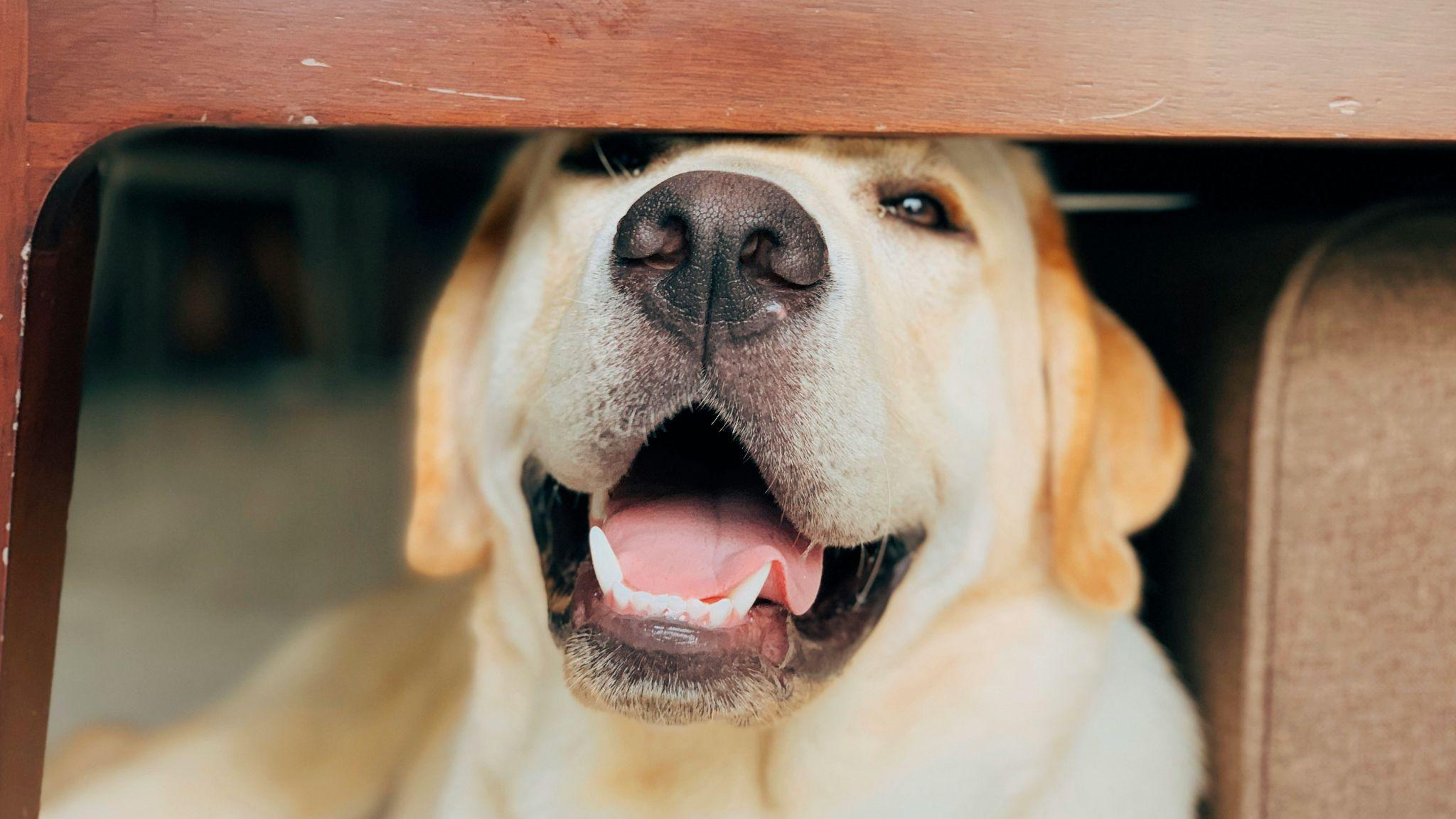 A dog smiling from under a chair.