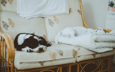 The Benefits of Boarding: How Animal Hostels In Indio Provide Peace of Mind for Pet Owners