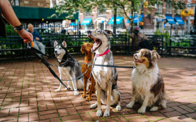 The Importance Of Trust and Relationships Between Pets and Boarding Staff