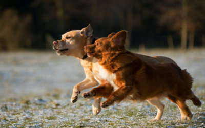 How Pet Resorts Near Indian Wells Ensure a Relaxing and Enjoyable Stay for Pets