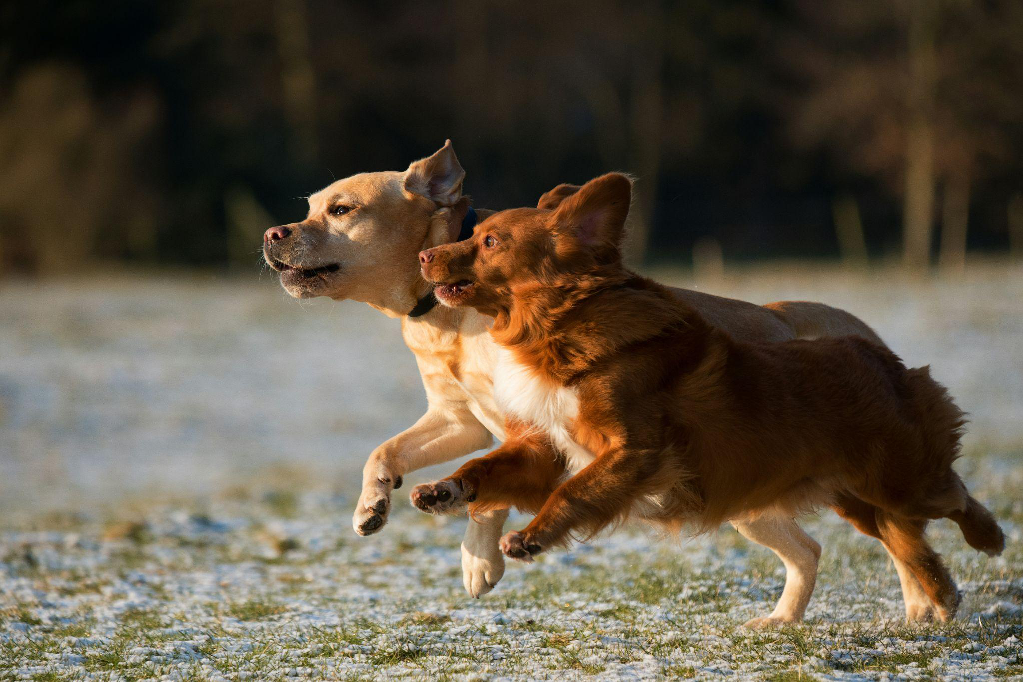 Two dogs running outdoors.