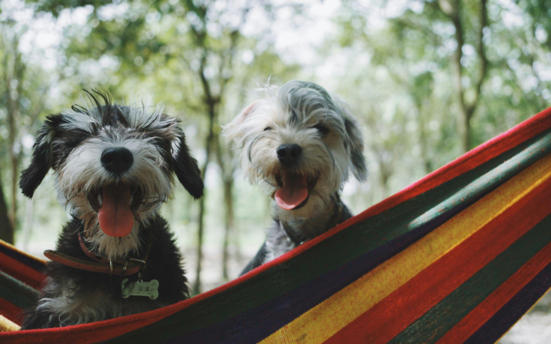 Tips for Pet Owners to Make the Most of Their Pets’ Resort Experience In Indio