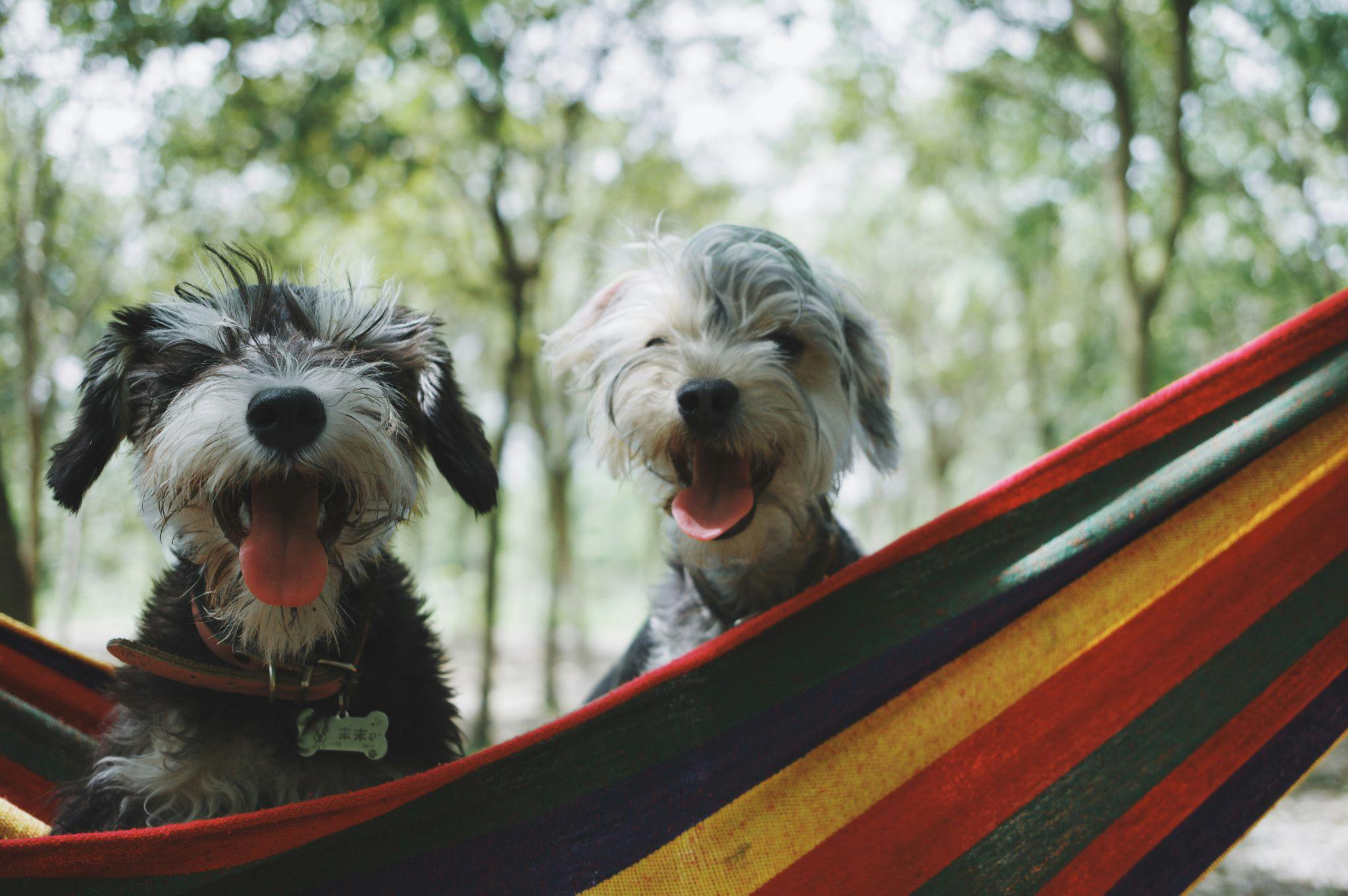 Two dogs smiling in a hammock