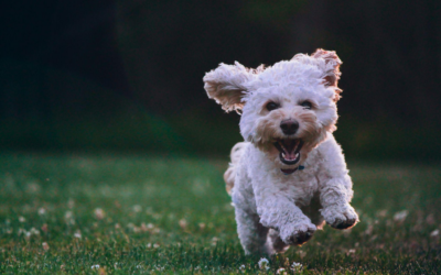 Nurturing Healthy Social Skills in Young Dogs Through Socialization