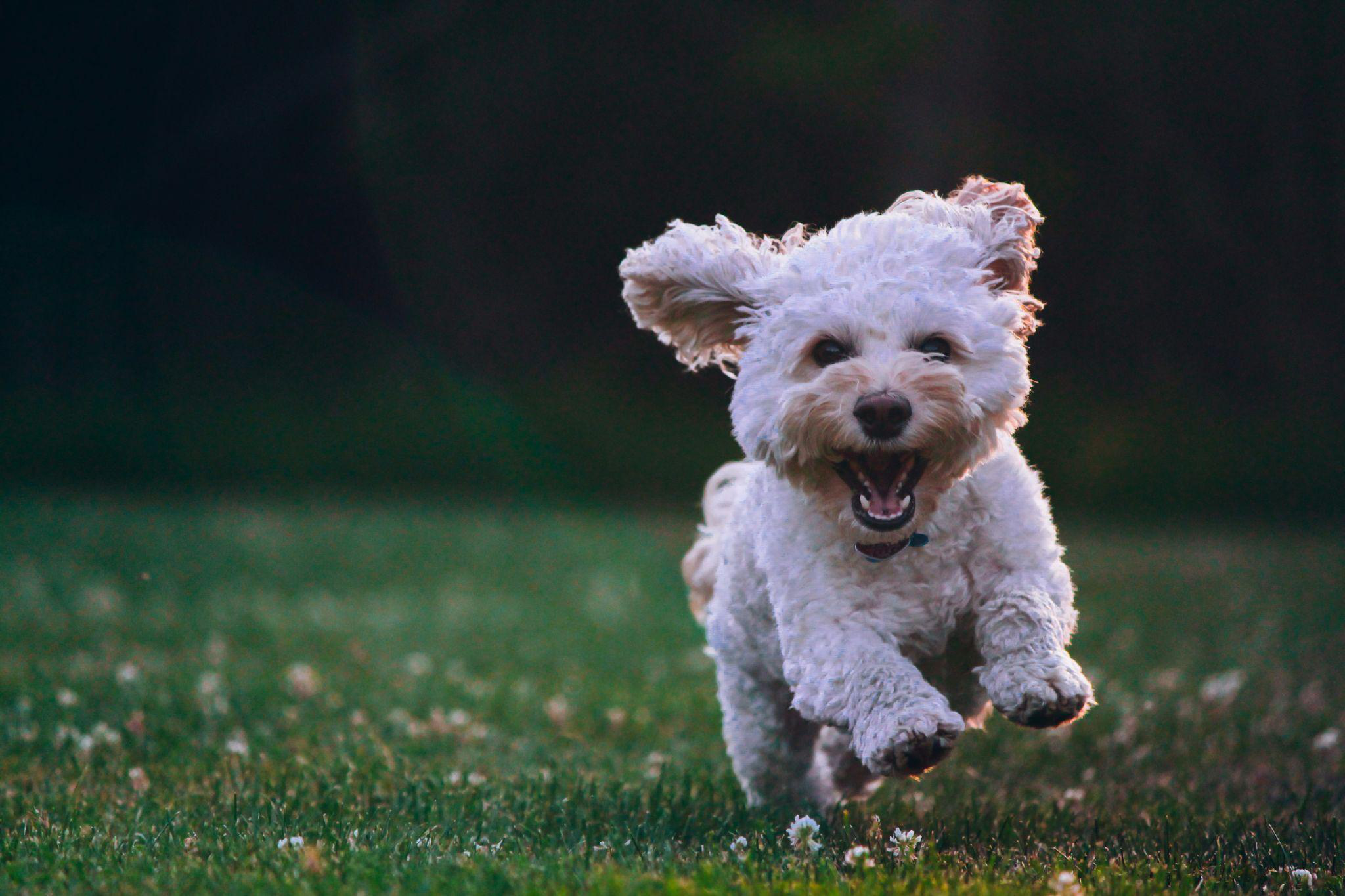 A dog running in the grass.