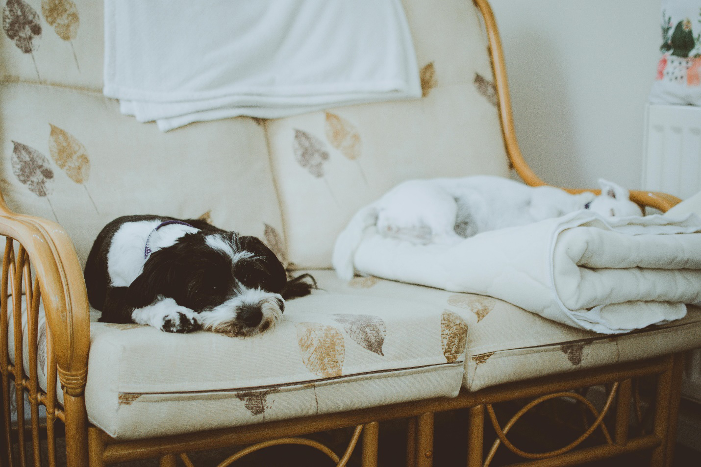 The Benefits of Boarding: How Animal Hostels In Indio Provide Peace of Mind for Pet Owners