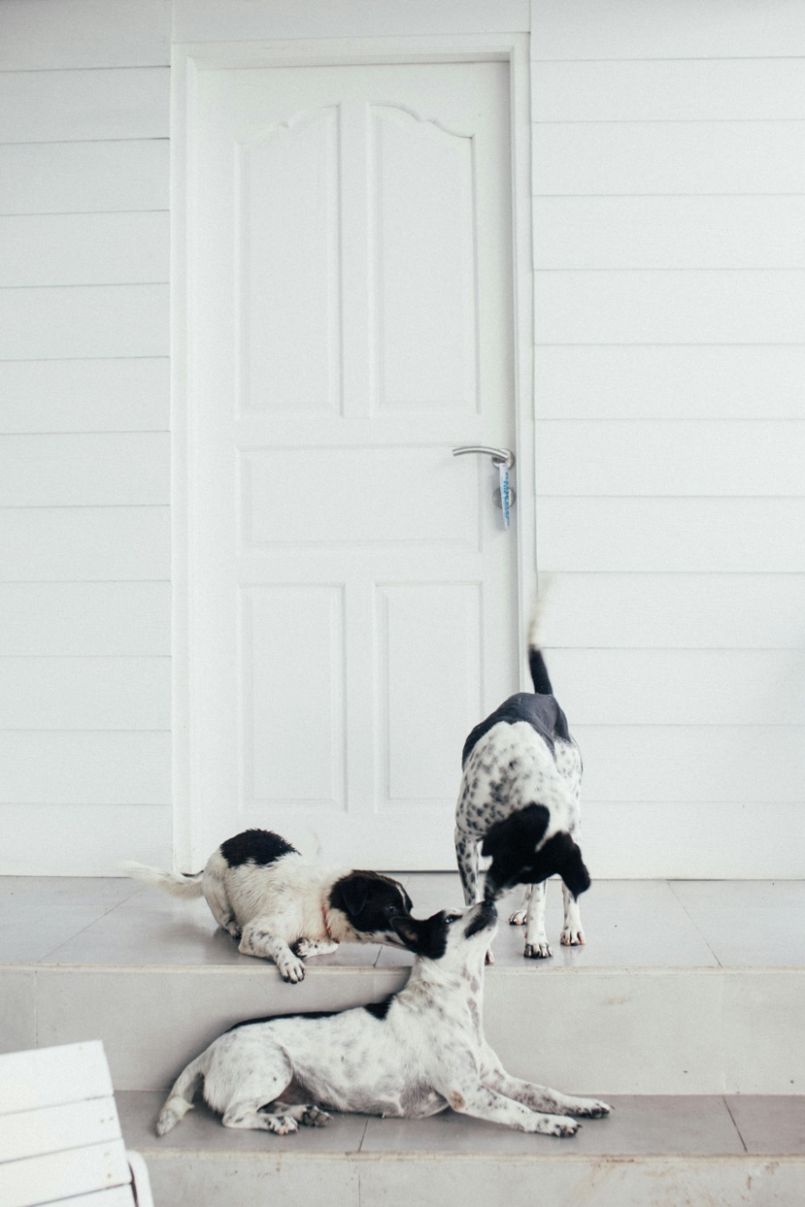 Three dogs playing together.