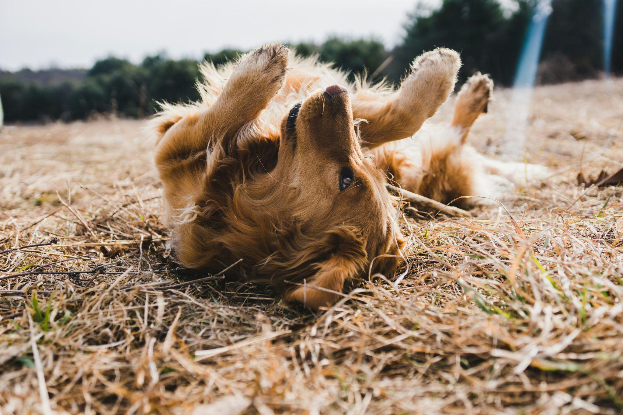 A dog lying upside down in the grass.