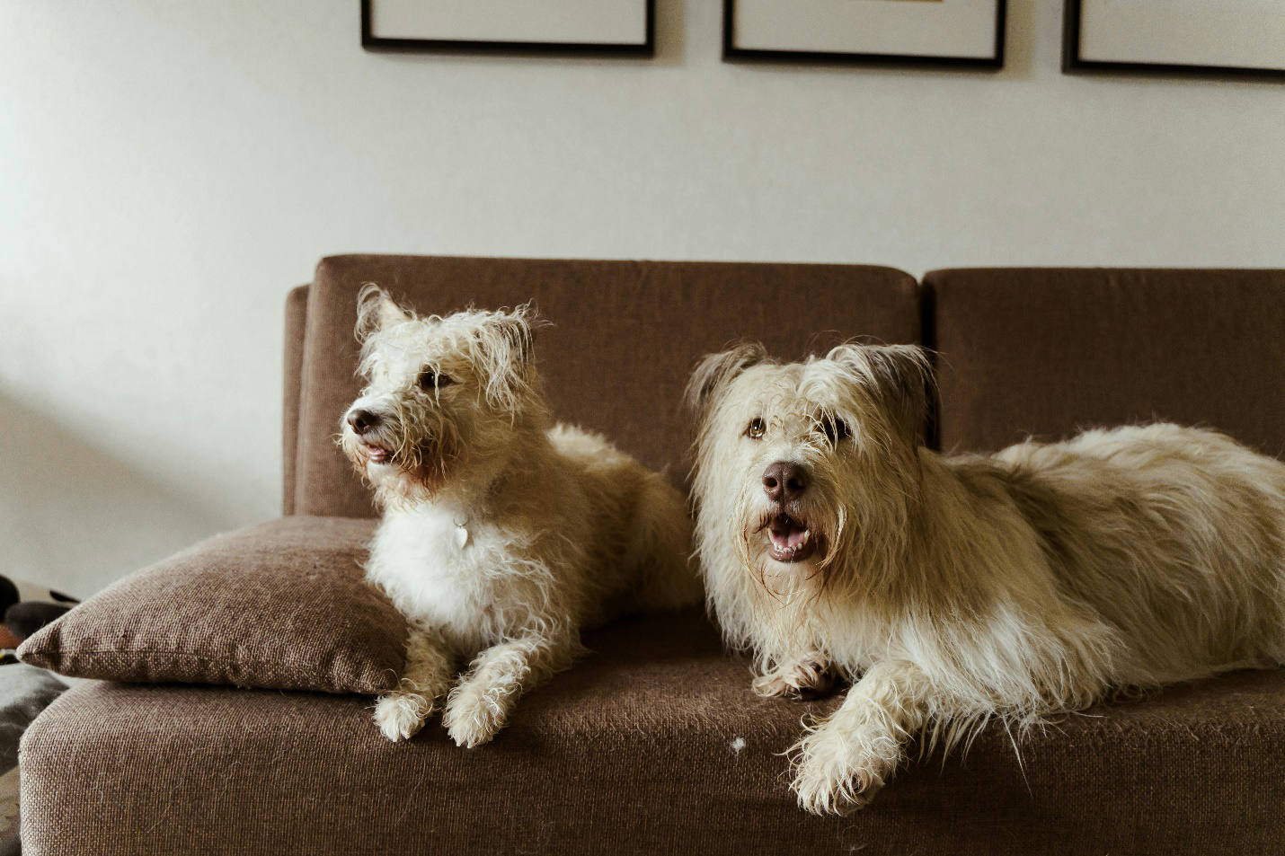 Two dogs sitting on the sofa.
