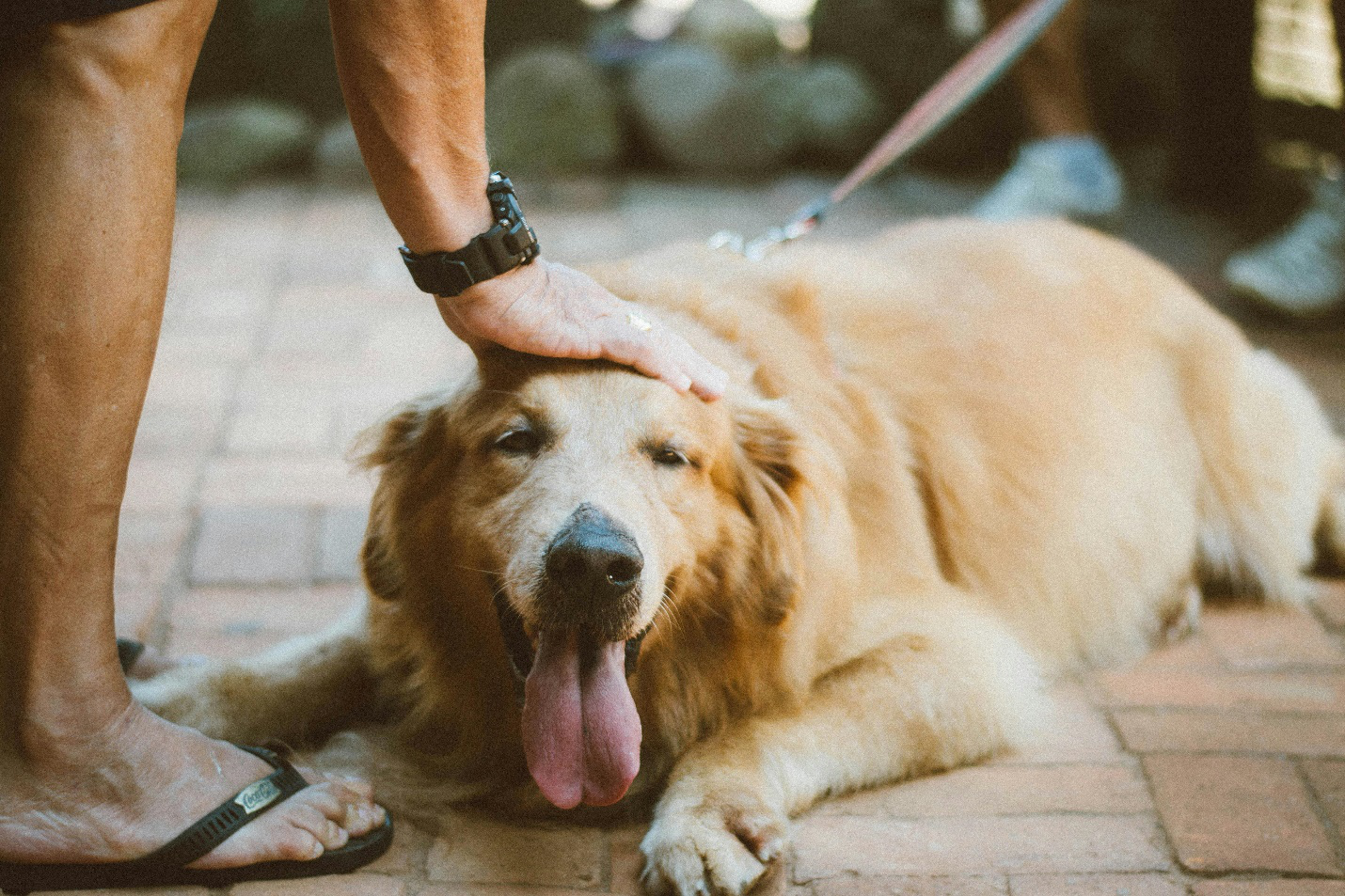 a person petting a dog
