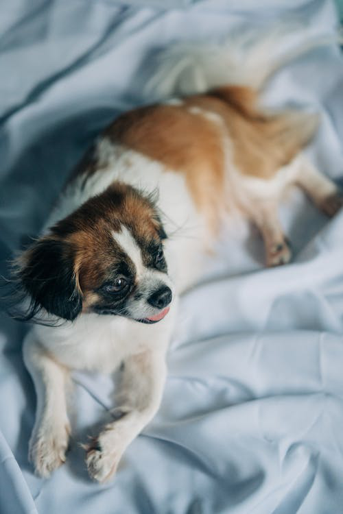 White and brown short-coated dog relaxing.