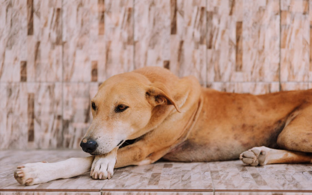 Tail-Wagging Adventures: Activities Your Pup Will Love at The Grand Paw’s Doggie Day Camp